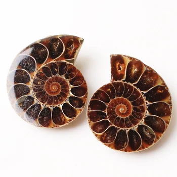 2vnt Ammonite Iškastinio shell Pora Papuošalai Pakabukas Iškastinio Pavyzdys Dovanų puošimas
